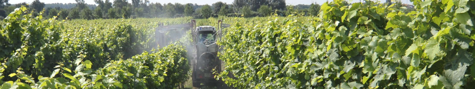 Traktor mit Weinbergspritze in Rebzeile ©Feuerbach